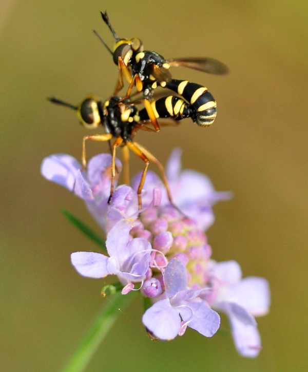 Conopidae in accoppiamento